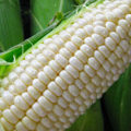 st01527